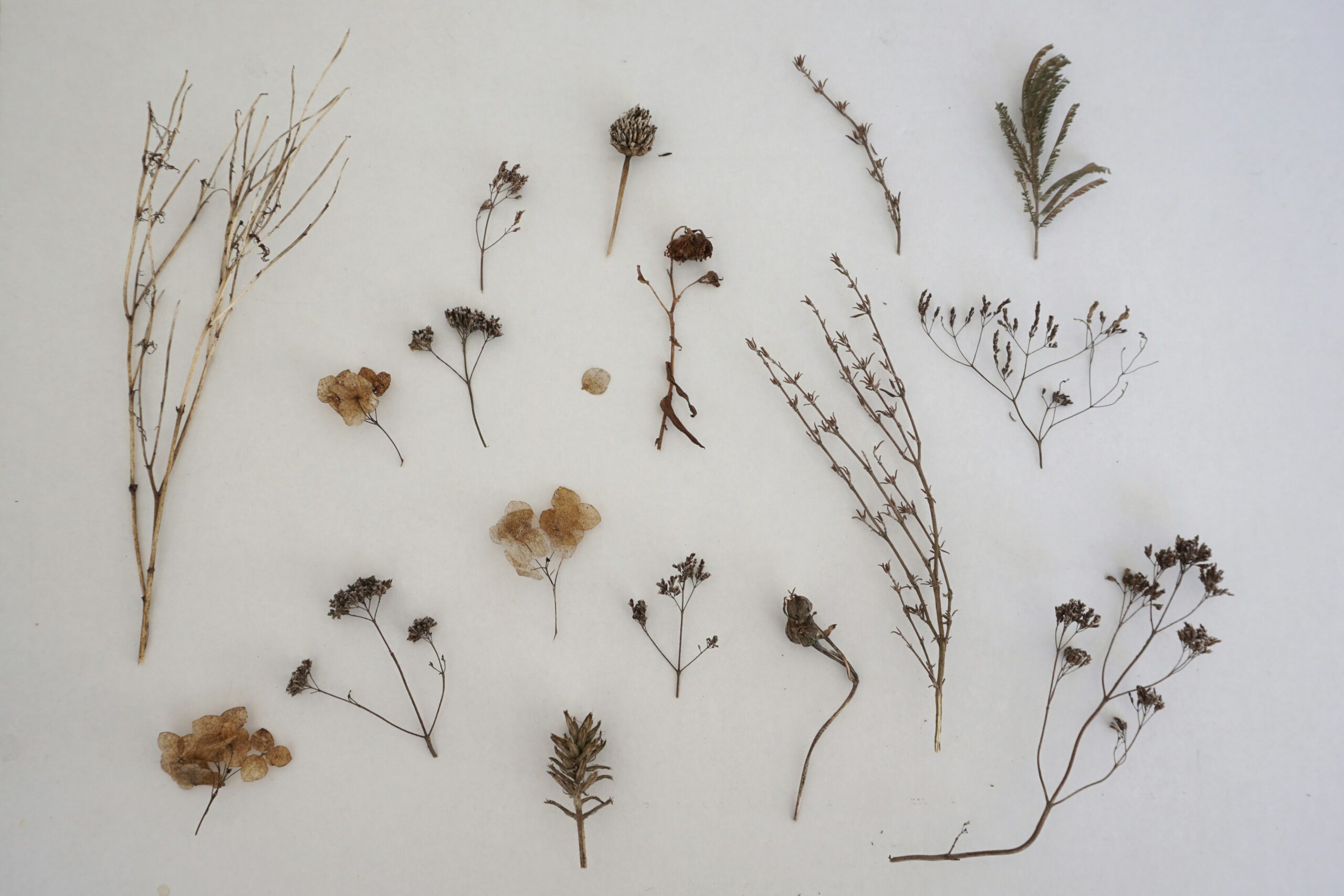 The Inter-Generational Herbarium: Preserving Nature and Knowledge